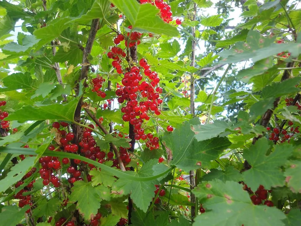 Farm Inn Anima No Sato Абашири Летний дом
